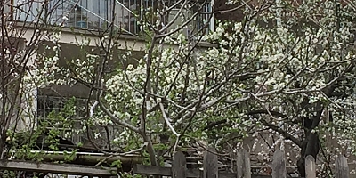 Ağaçlar çiçek açtı